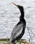 Male Anhinga showing silver feathers