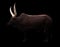 Male ankole watusi in dark background