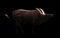 Male ankole watusi in dark background