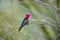 Male Anna\\\'s Hummingbird (Calypte anna) Sitting on a Branch showing Gorget