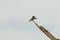 Male Anna\\\'s Hummingbird landing on a bare stick with a blank background