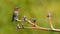 A Male Anna`s Hummingbird Perches on a Small Branch in Arizona