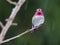 Male Anna`s Hummingbird in the Rain