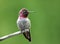 Male Anna\'s Hummingbird sitting, Canada