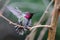 Male Annas Hummingbird