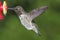 Male Annas Hummingbird (Calypte anna)