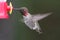 Male Annas Hummingbird (Calypte anna)