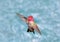 Male Annas Hummingbird in Flight, green background