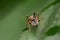 Male Ant mimic spider eyes, Myrmarachne formicaria, Pune
