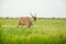 A male antelope canna on a green field