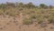 Male Antelope With Its Females Grazing In The Bushes Of The African Savannah