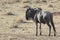 Male antelope wildebeest standing sideways by a hot sunny day in