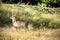 Male apennine chamois