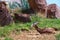 Male Arabian sand gazelle Gazella marica, Arabian Peninsula. Brown gazelle resting in Zoo a facility. Concept of empty zoo