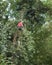 Male Arborist working up a tree.