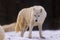 Male Arctic wolf Canis lupus arctos he`s got a wary face, snow is falling all around