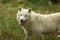 Male Arctic wolf Canis lupus arctos smiles beautifully