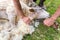 Male arms sheaving wool from sheep with scissors