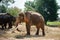 male asia elephent tether with chain in thailand