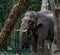 Male Asian elephant with his face in closeup, tusked elephant, Endangered animal specie from Asia