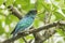 Male Asian Emerald Cuckoo