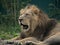 Male Asiatic Lion / Panthera leo persica yawning lying down