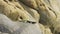Male Atacamen Pacific Iguana standing sill on a large boulder in the coast of the Atacama desert