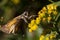 a male Atalopedes campestris Sachem butterfly on yellow goldenrod flower.