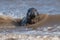 Male Atlantic Grey Seal, Halichoerus grypus