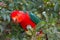 Male Australian King Parrot