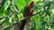 Male Australian king parrot sit on a tree