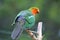 Male Australian king parrot sit on a tree