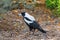 Male Australian magpie bird in black and white plumage walking i