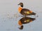 Male Australian Shelduck