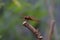 a male autumn meadowhawk dragonfly on a wooden stick