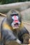 Male Baboon