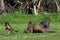 Male baboon and his baby offspring