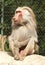 Male baboon sitting