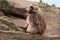 Male baboon sitting on a rock.