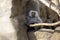 Male baboon sitting on a rock branch