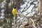 Male Baglafecht weaver who sits on a dry branch in a bush forest