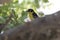 Male Baglafecht weaver who sits on a thick trunk of a tree in th