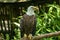 Male bald eagle