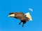 Male Bald Eagle in flight
