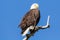 Male Bald Eagle in Littleton, Colorado