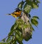 Male Baltimore oriole