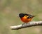 Male Baltimore Oriole