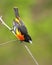 Male Baltimore Oriole