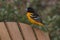 Male Baltimore Oriole