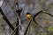 Male Baltimore Oriole perched on a limb.